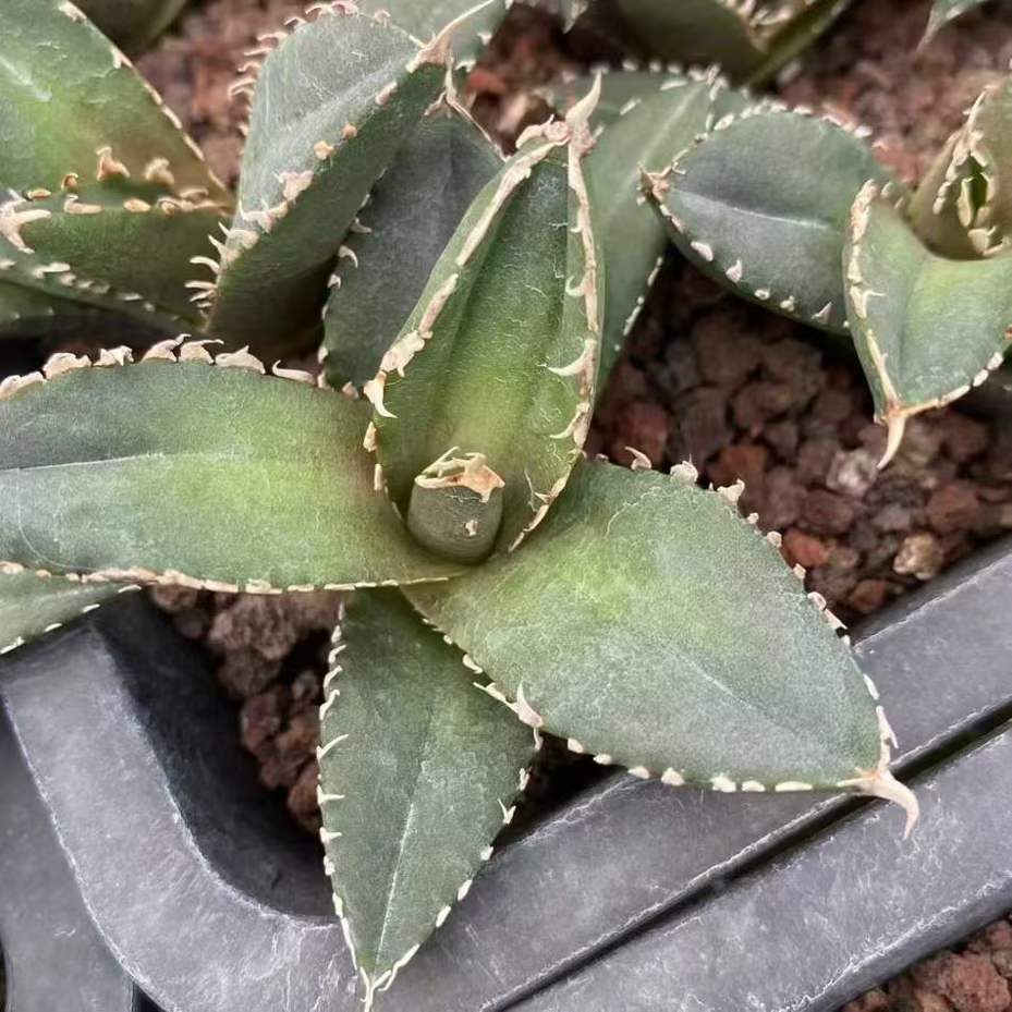 13479 アガベ　チタノタ　狼人