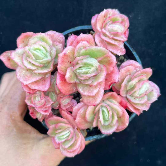 23603 アイス　ローズ錦（9cm pot）