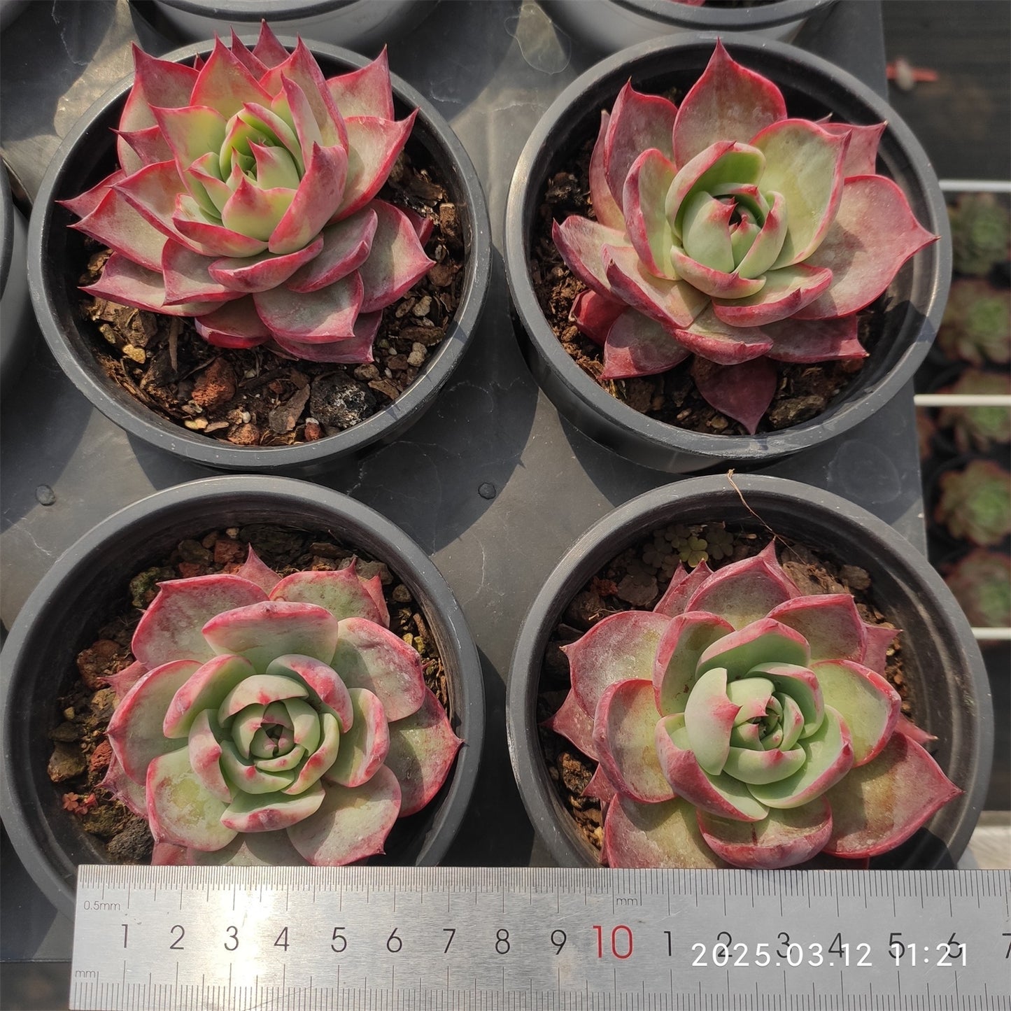 HM211 カシオ （9cm pot）