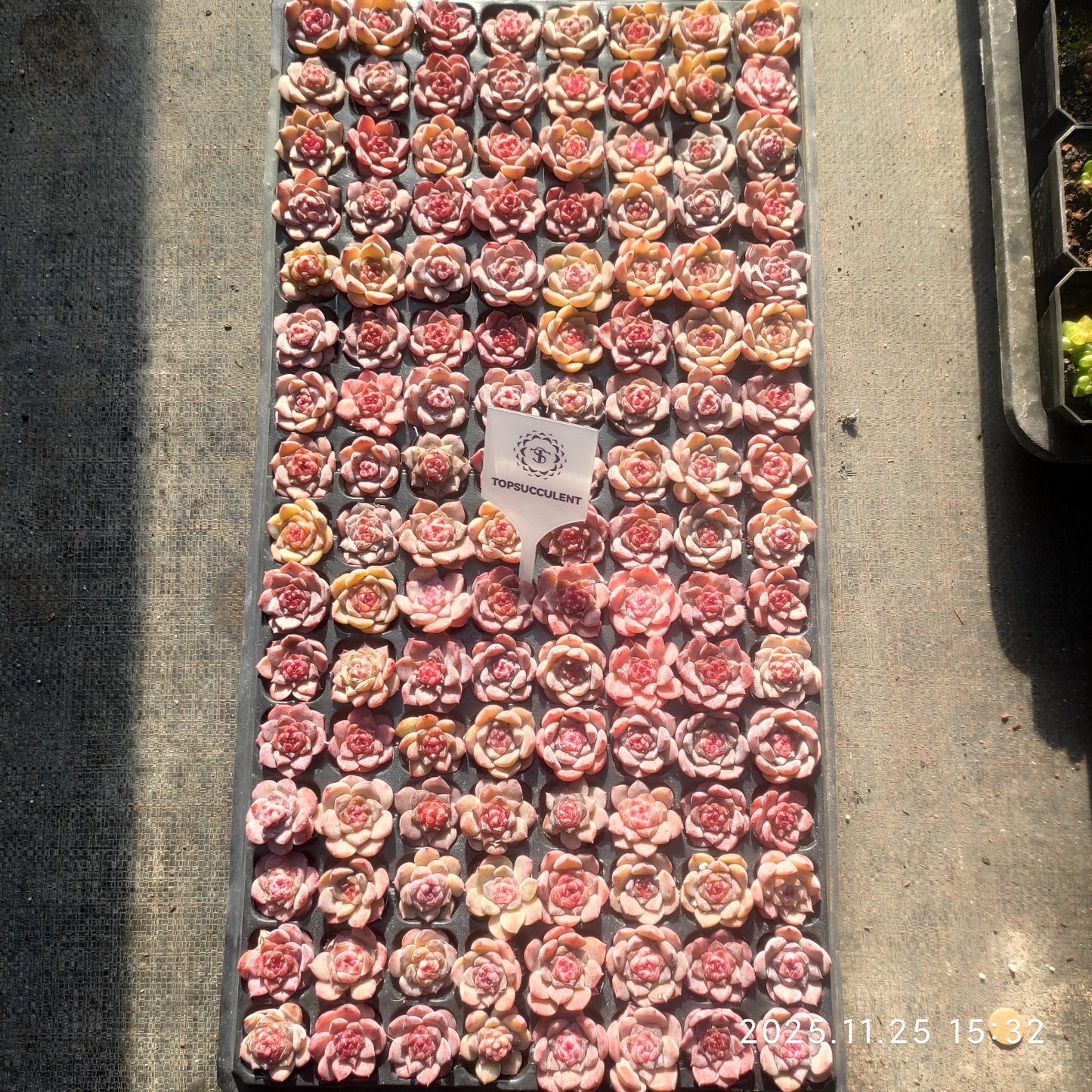 220551 スピリット フェアリー（3cm pot）（ポット苗）