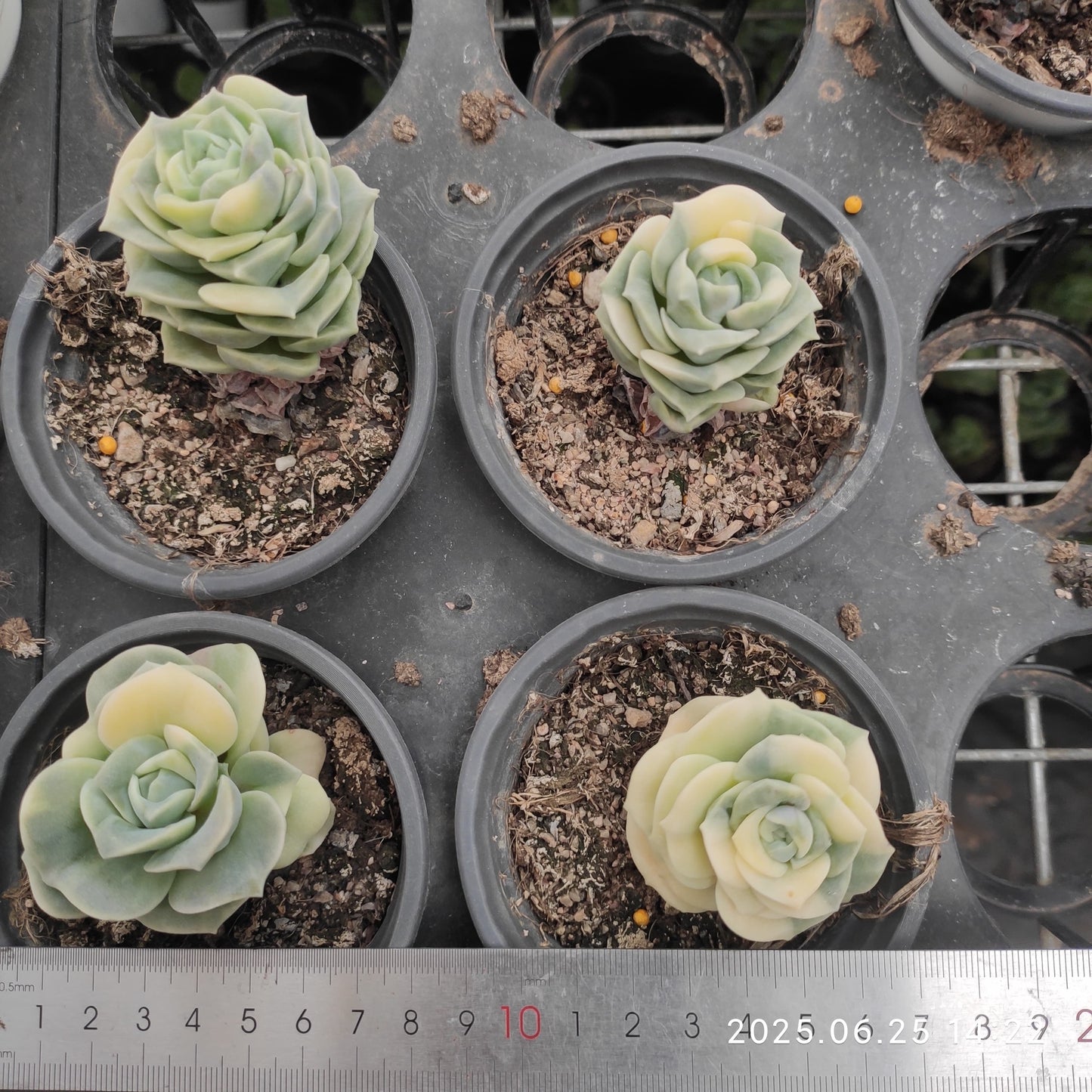 ON442 ラブリーローズ錦（6.5cm pot）