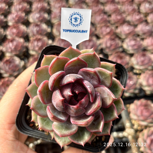 21792 チーズブルーベリー（7cm pot）