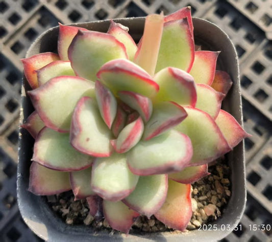 HH164 メキシコプリドニス（6.5cm pot）