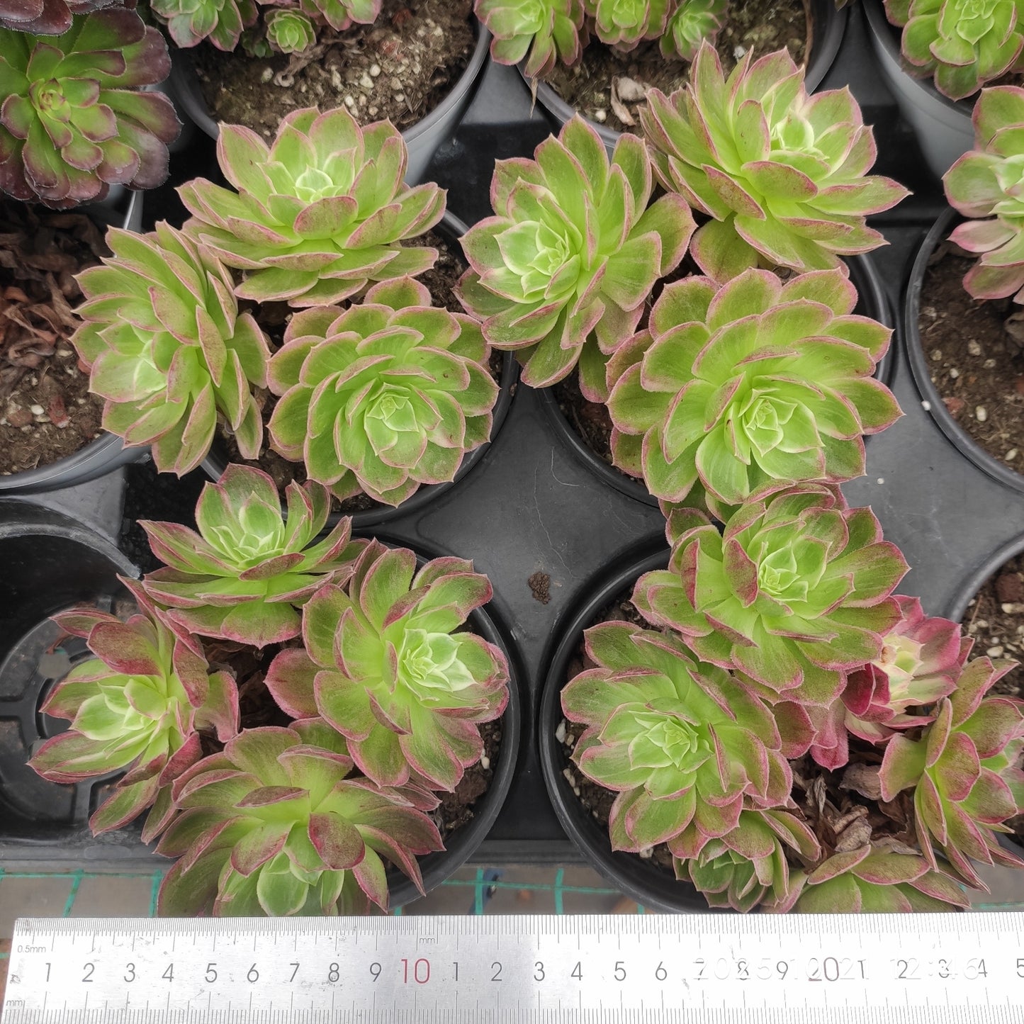 MMY1327 グロリアス　ユース（12.5cm pot）