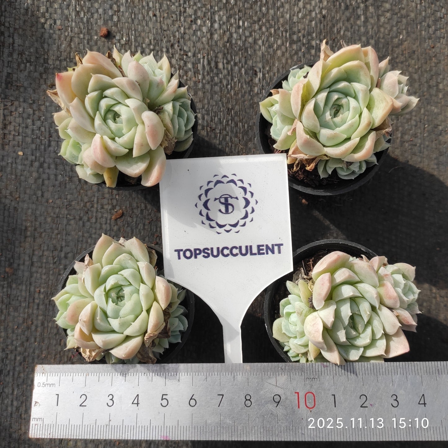 21107 ヒューミリス（5.5cm pot）