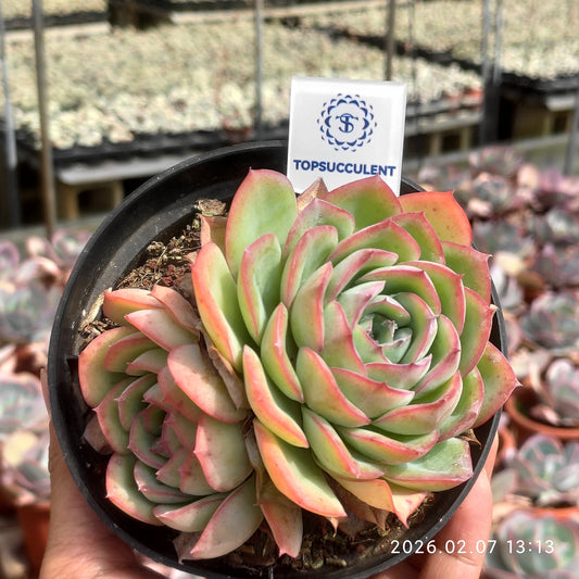 25578 モーニングデュー