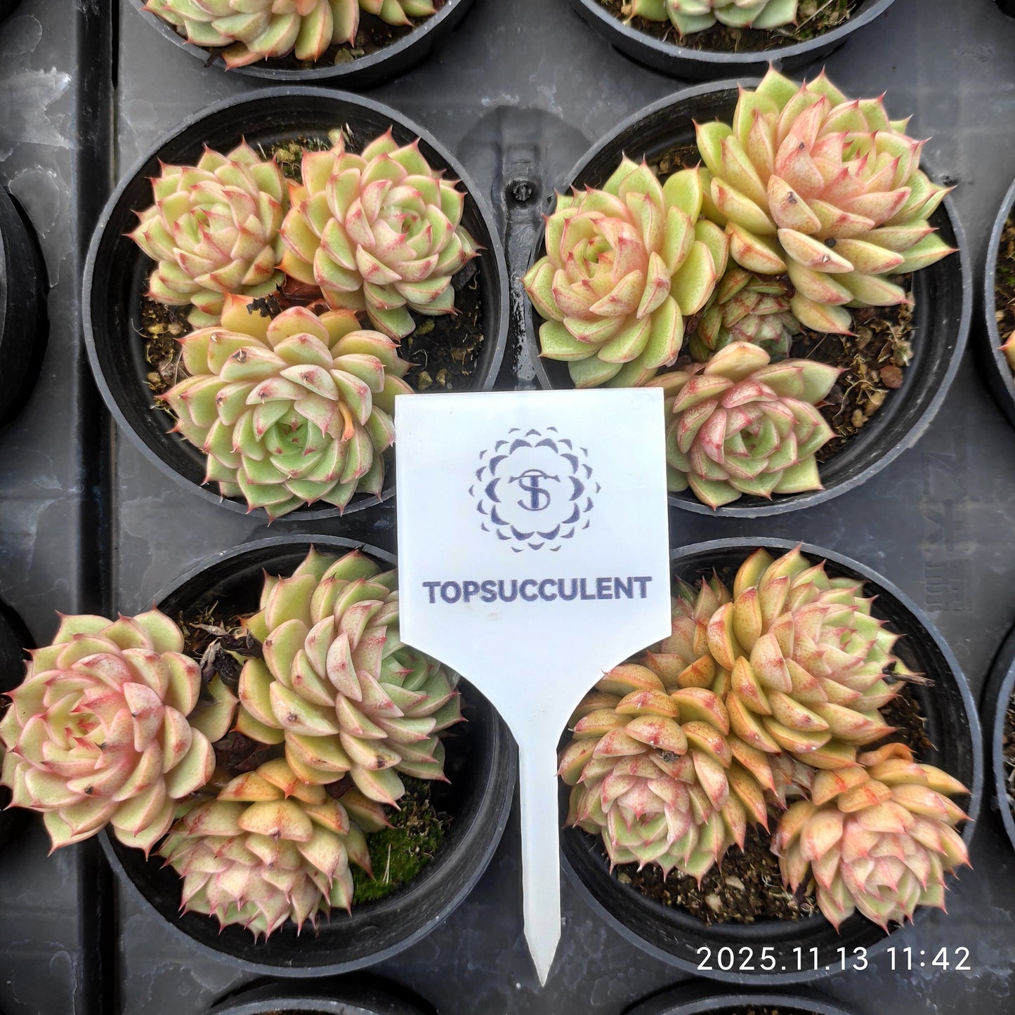 22439  ベンバディス（9cm pot）