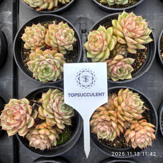 22439  ベンバディス（9cm pot）