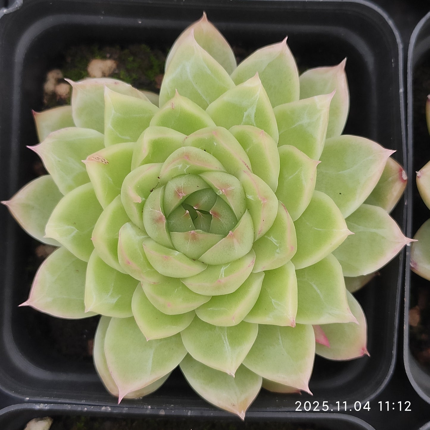 20768 レッドクィーン（7cm pot）