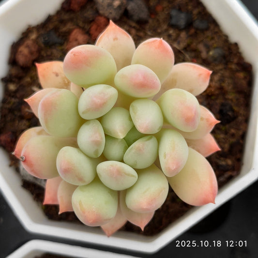 YBB345 ブライトパール（7cm pot）