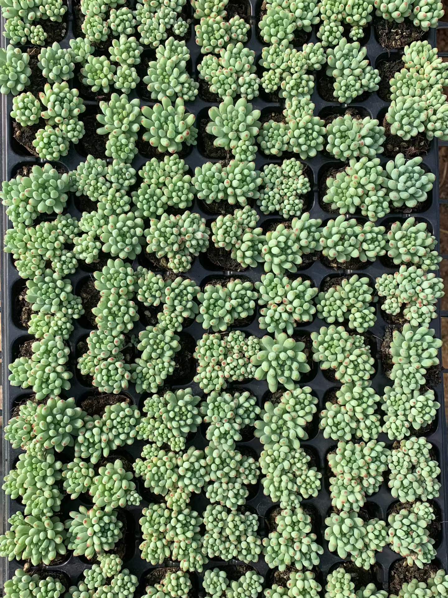 25426 花火