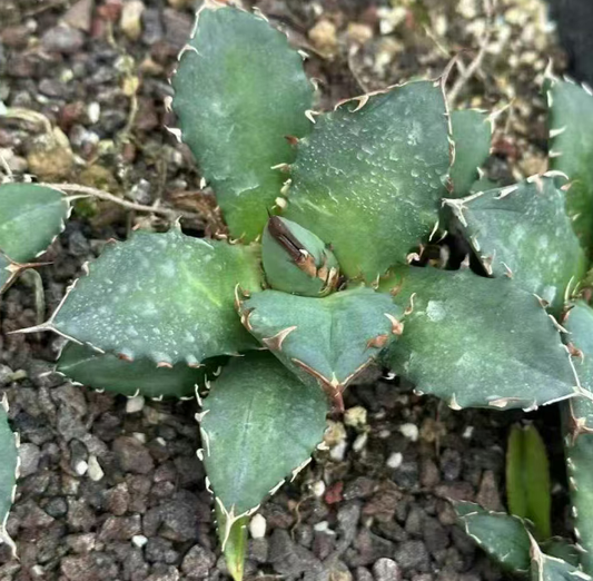 21433 アガベ　チタノタ　コンパクト（7cm pot）