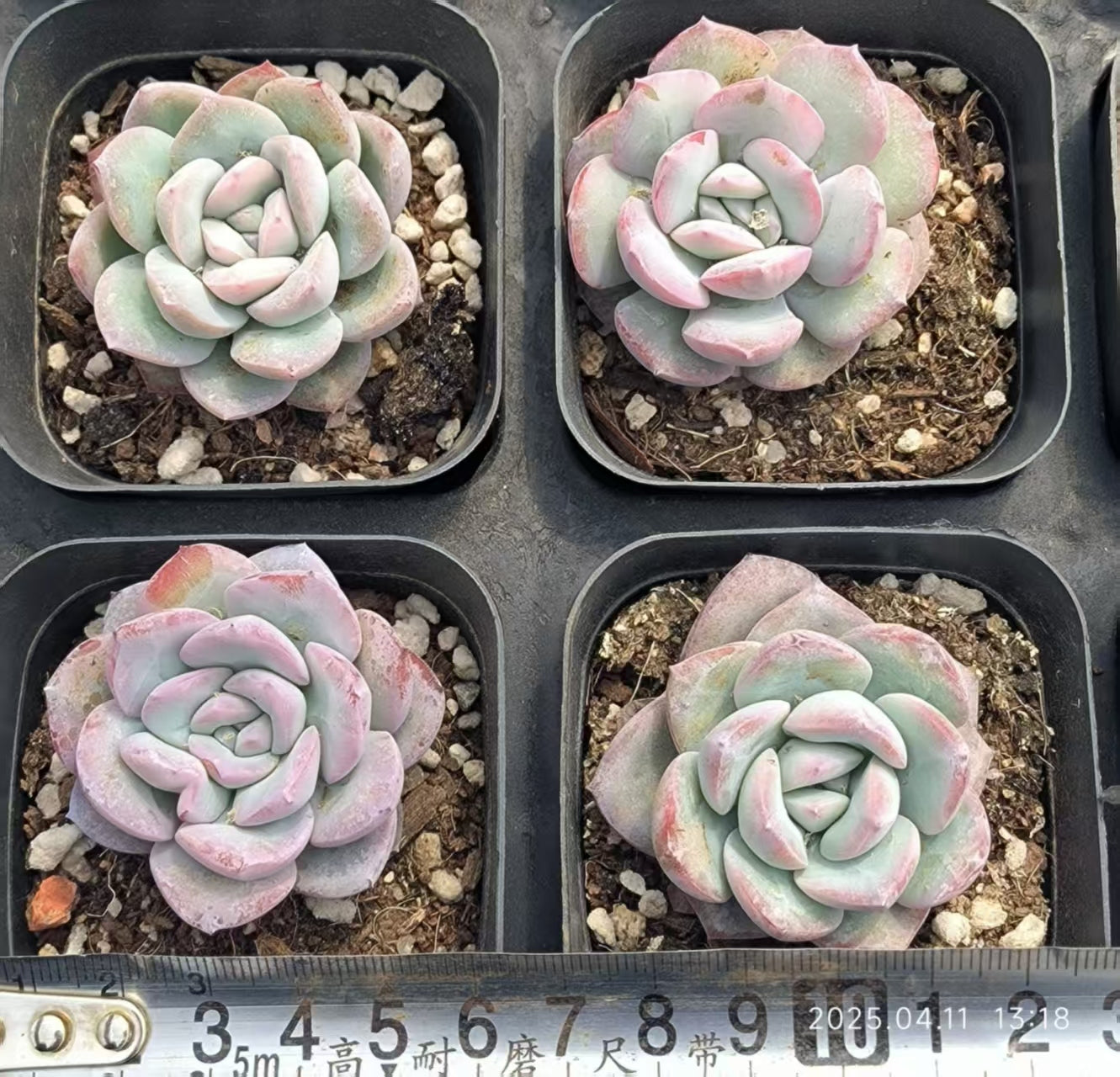 RDD401 スノーナイト Hyb（6.5 cm pot）