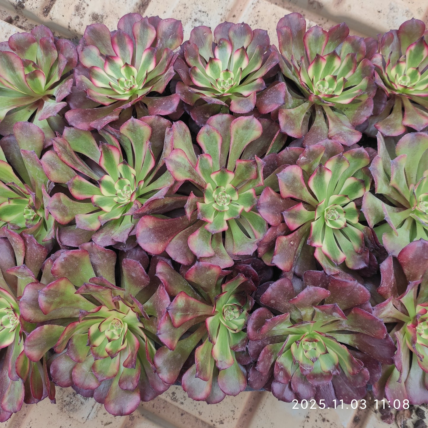 T1647 ビューティー　ガール（9cm pot）