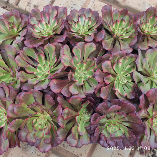 T1647 ビューティー　ガール（9cm pot）