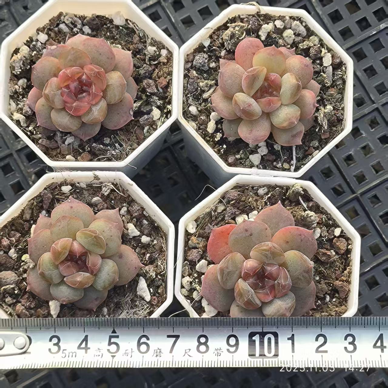 17904 レッドラバー（6.5cm pot）