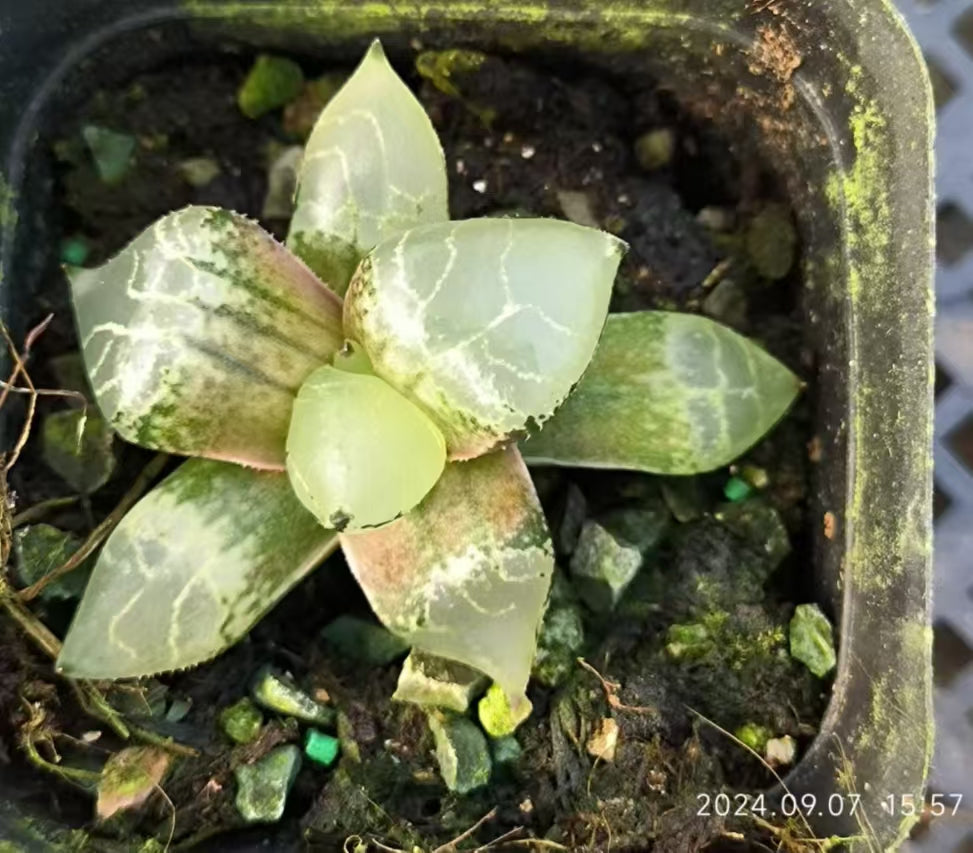 7406 アイスキング