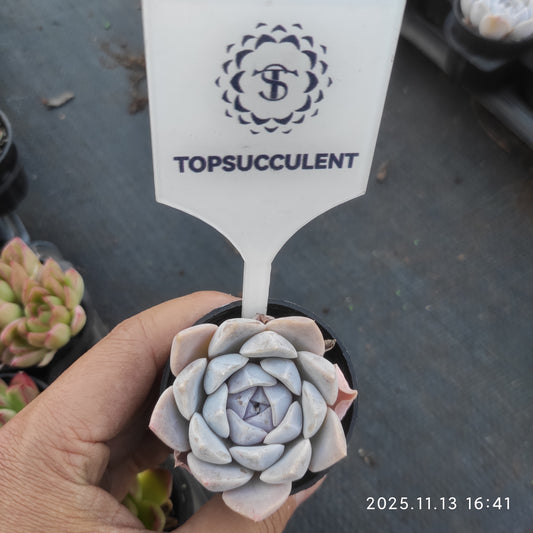 4533 タイニーバーガー（5.5cm pot）