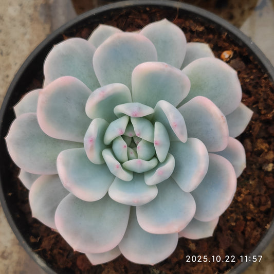 THH079 オレンジモンロー錦（15cm pot）