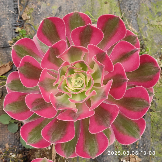 BC015 アエオニウム　ウィッチ（12cm pot）