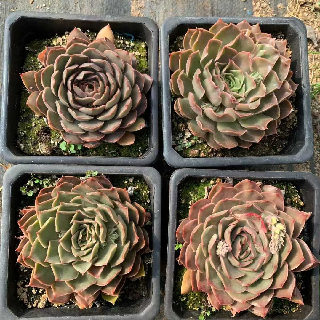 26211 ラブワード