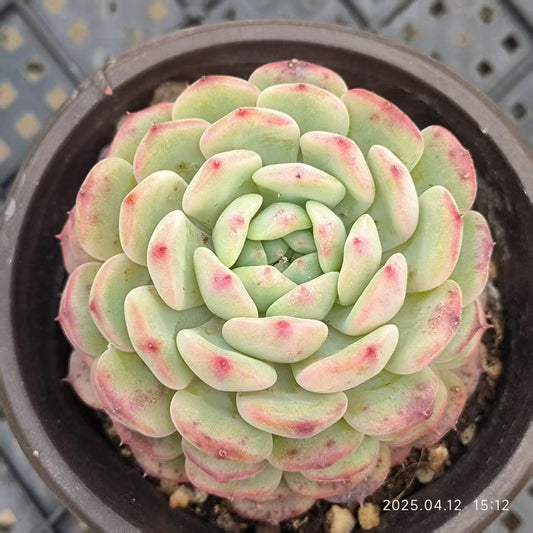 LG718 ハニー x ホワイトファット (9cm pot)
