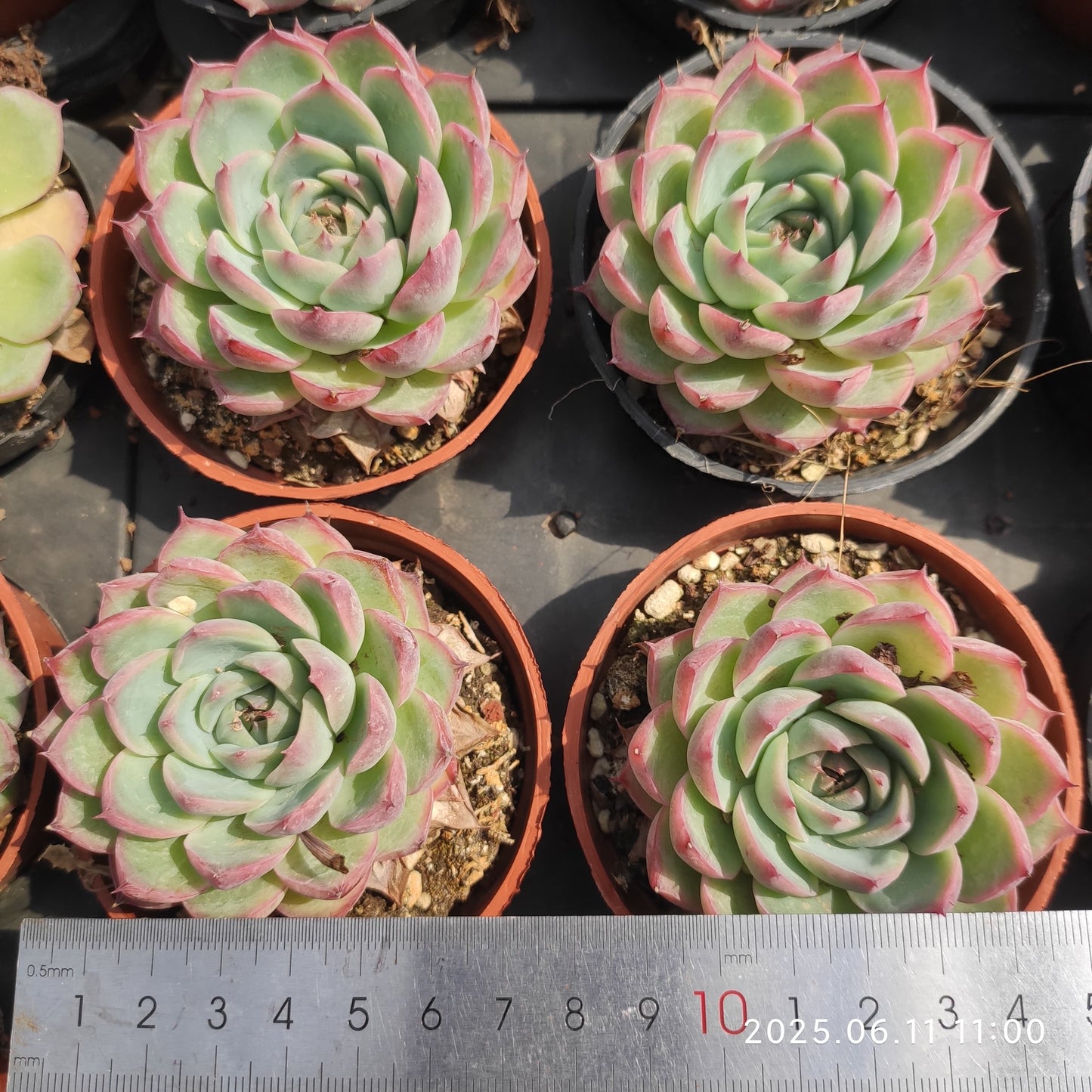 RC043 ピンククリスタルローズ（9cm pot）