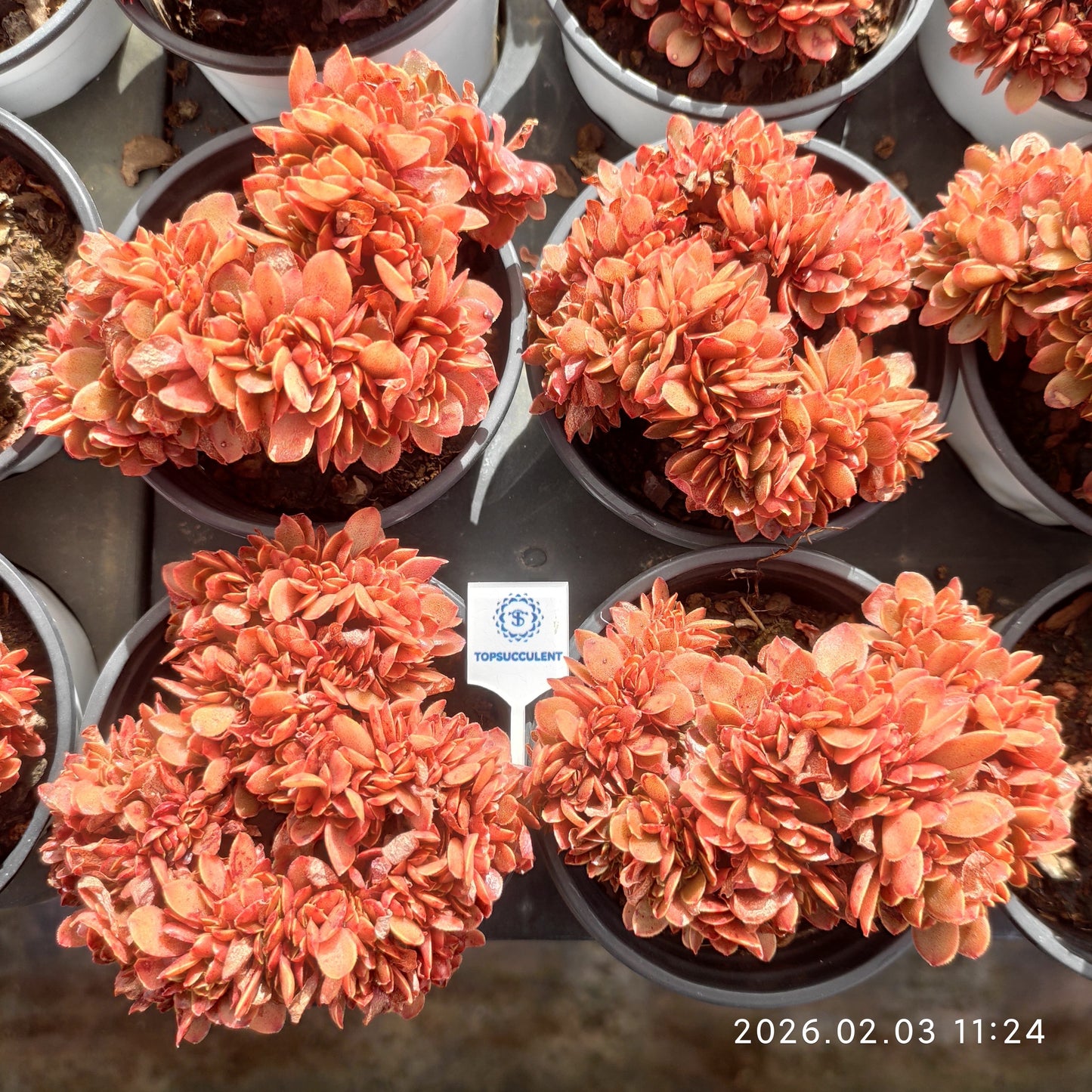 25607 キャンディー綴化