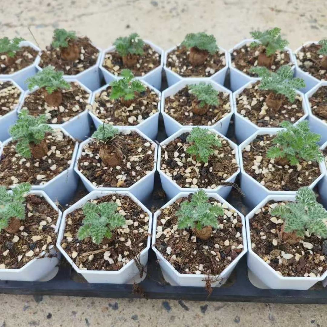 BL2062 ペラルゴニウム　トリステ（7cm pot）葉がなし