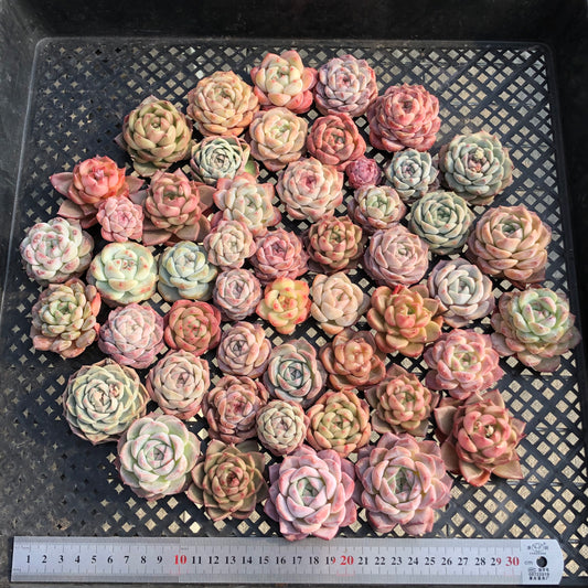 22048 ミックス苗 26