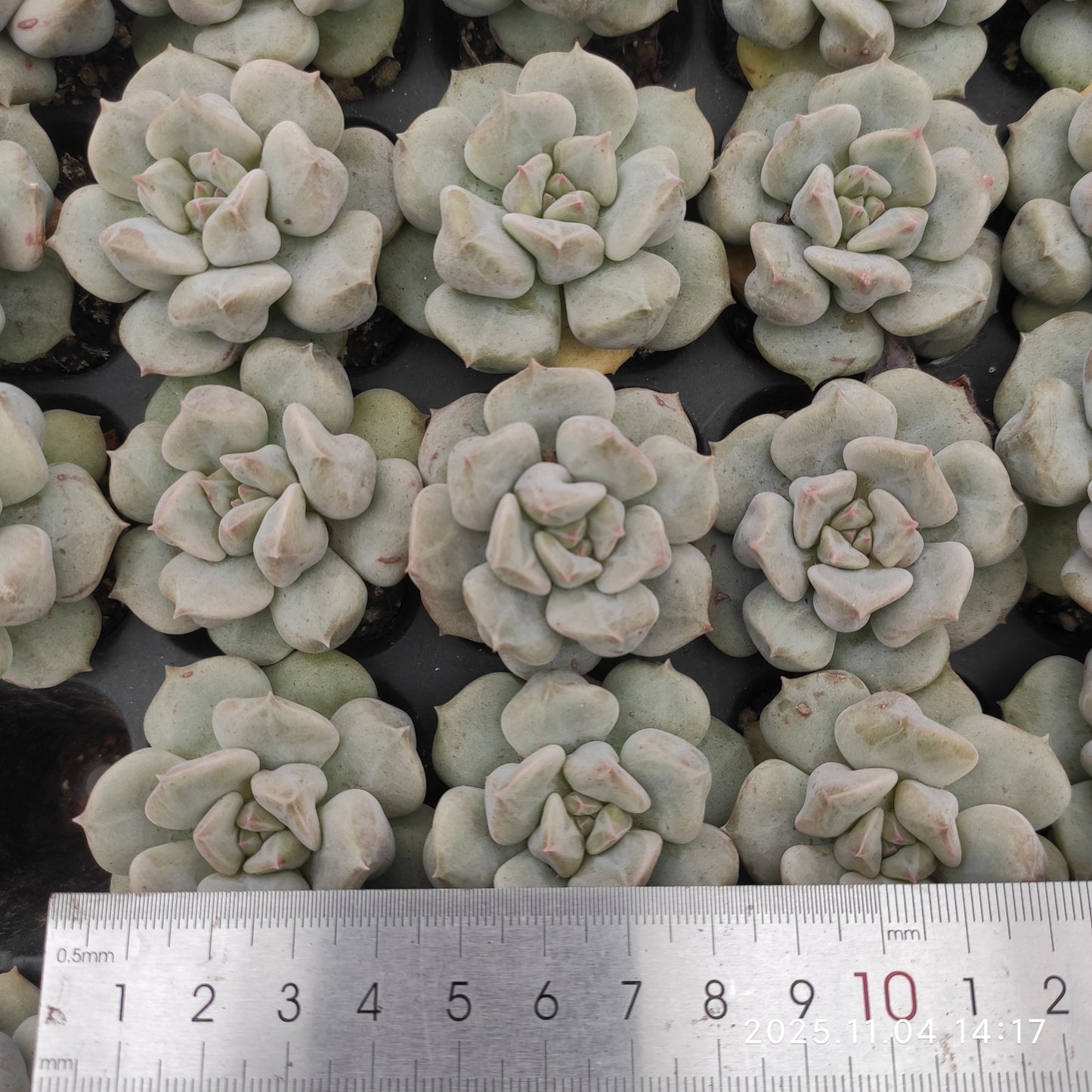 22296 スーパーミルク（3cm pot）（ポット苗）