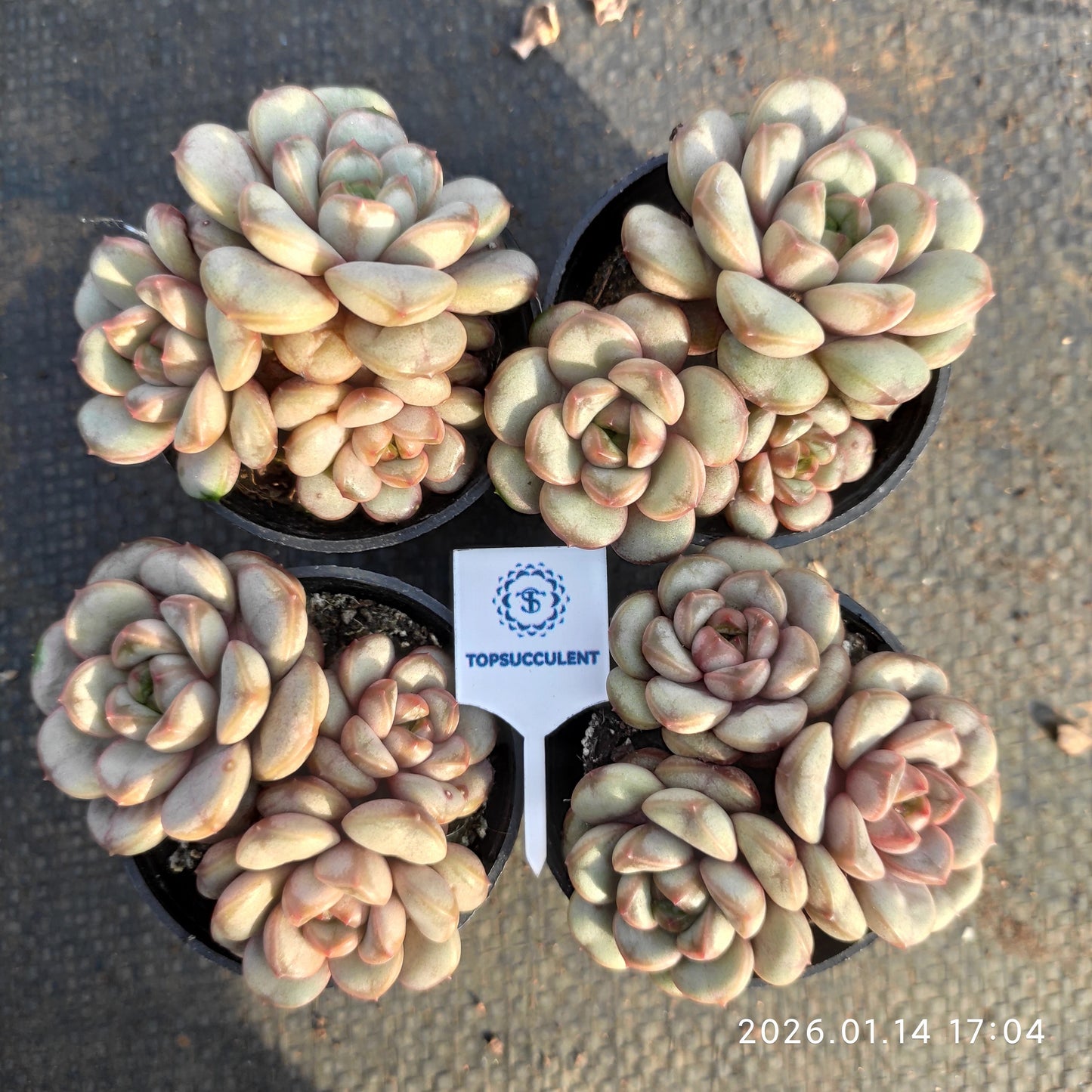 23382 アメトルム