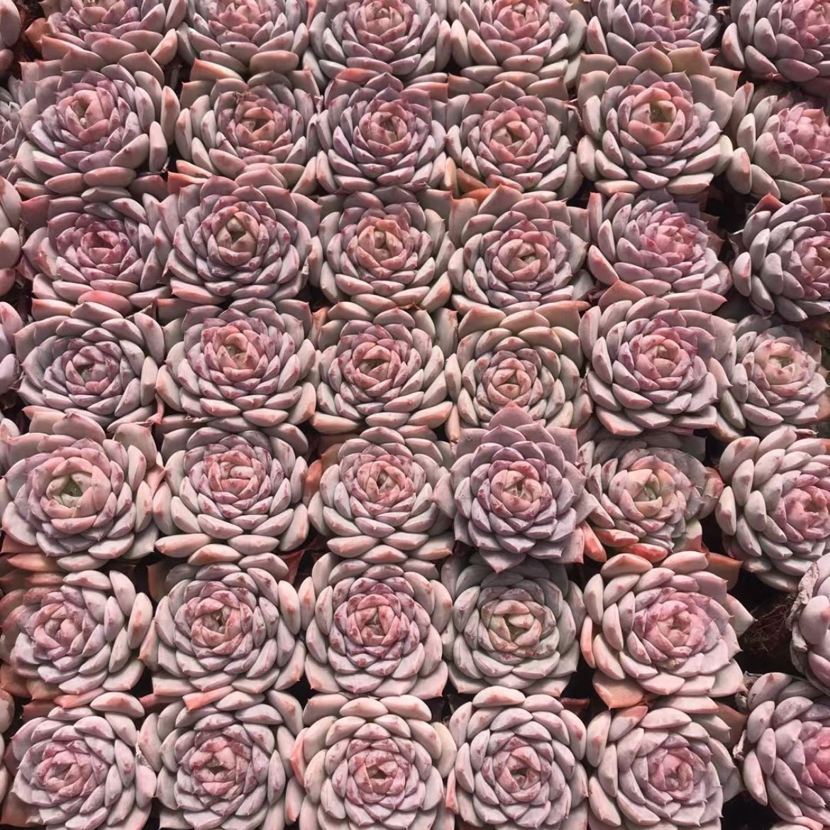 23378 アメイジンググレイス（3cm pot）（ポット苗）