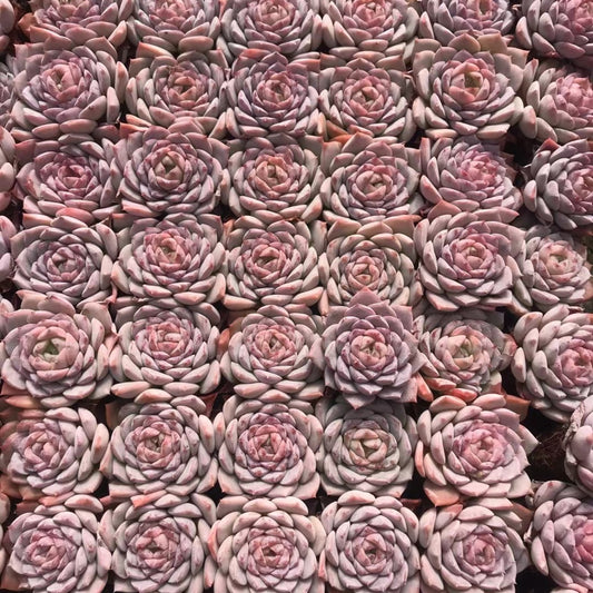 23378 アメイジンググレイス（3cm pot）（ポット苗）