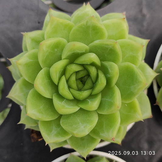 ZZA351 新品種　クイーンローズ（5.5cm pot）
