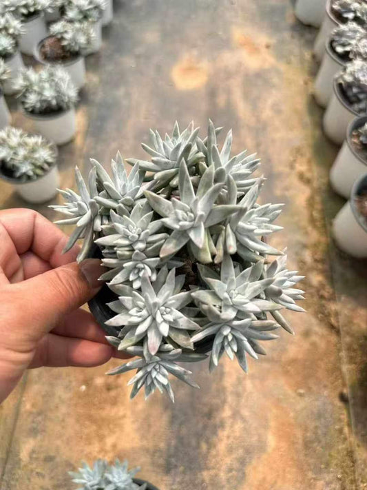 264615 ホワイトグリーニ