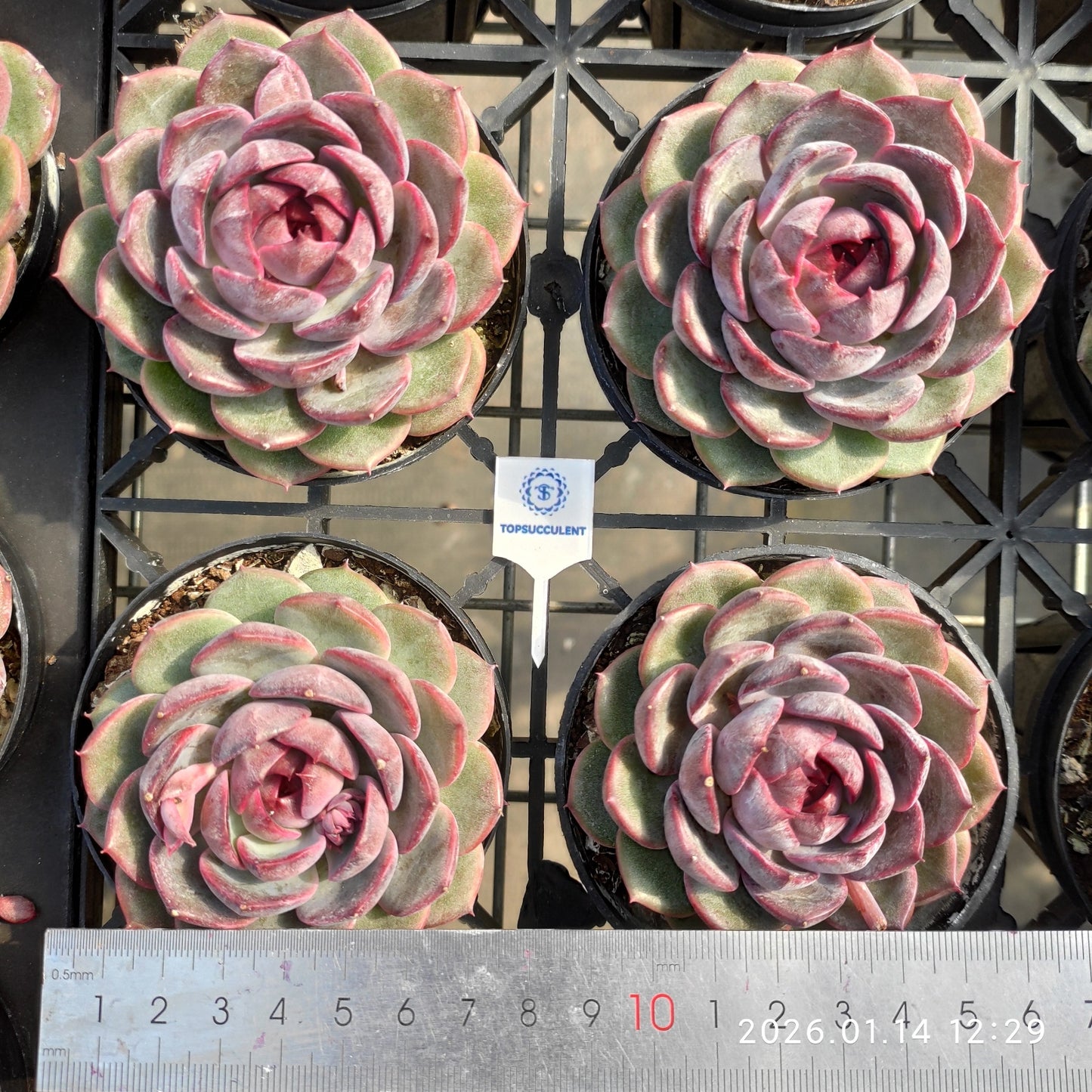 20056 チーズブルーベリー