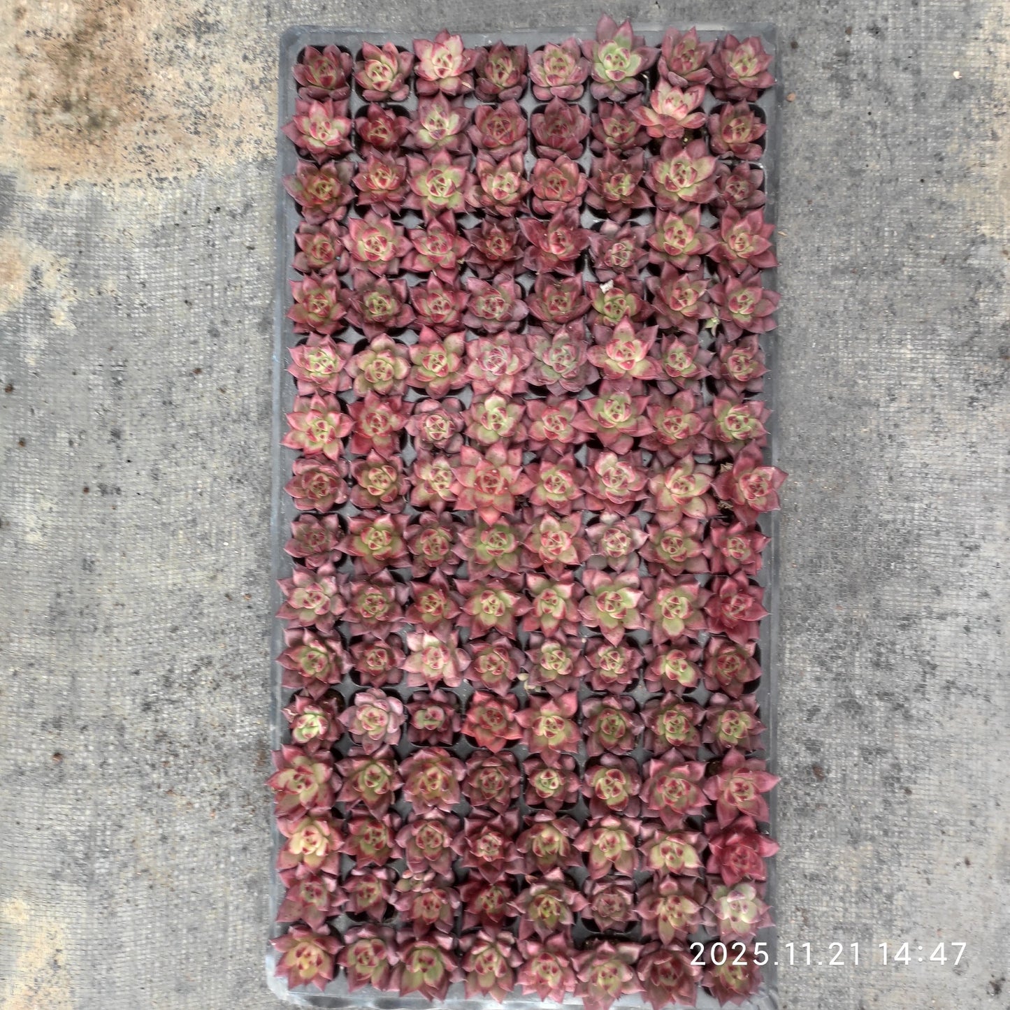 217411  アクエリアス（3cm pot）（ポット苗）