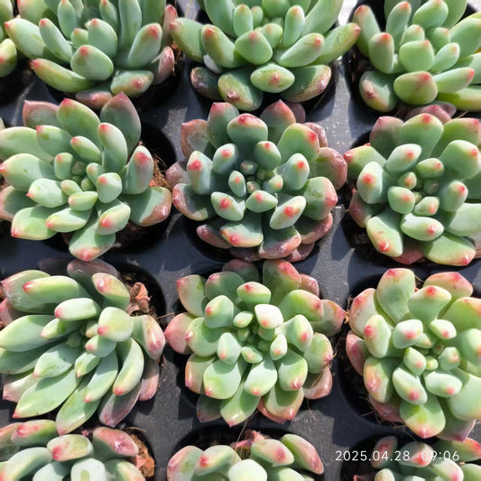 JC120 ブルーエルフ (3cm pot)