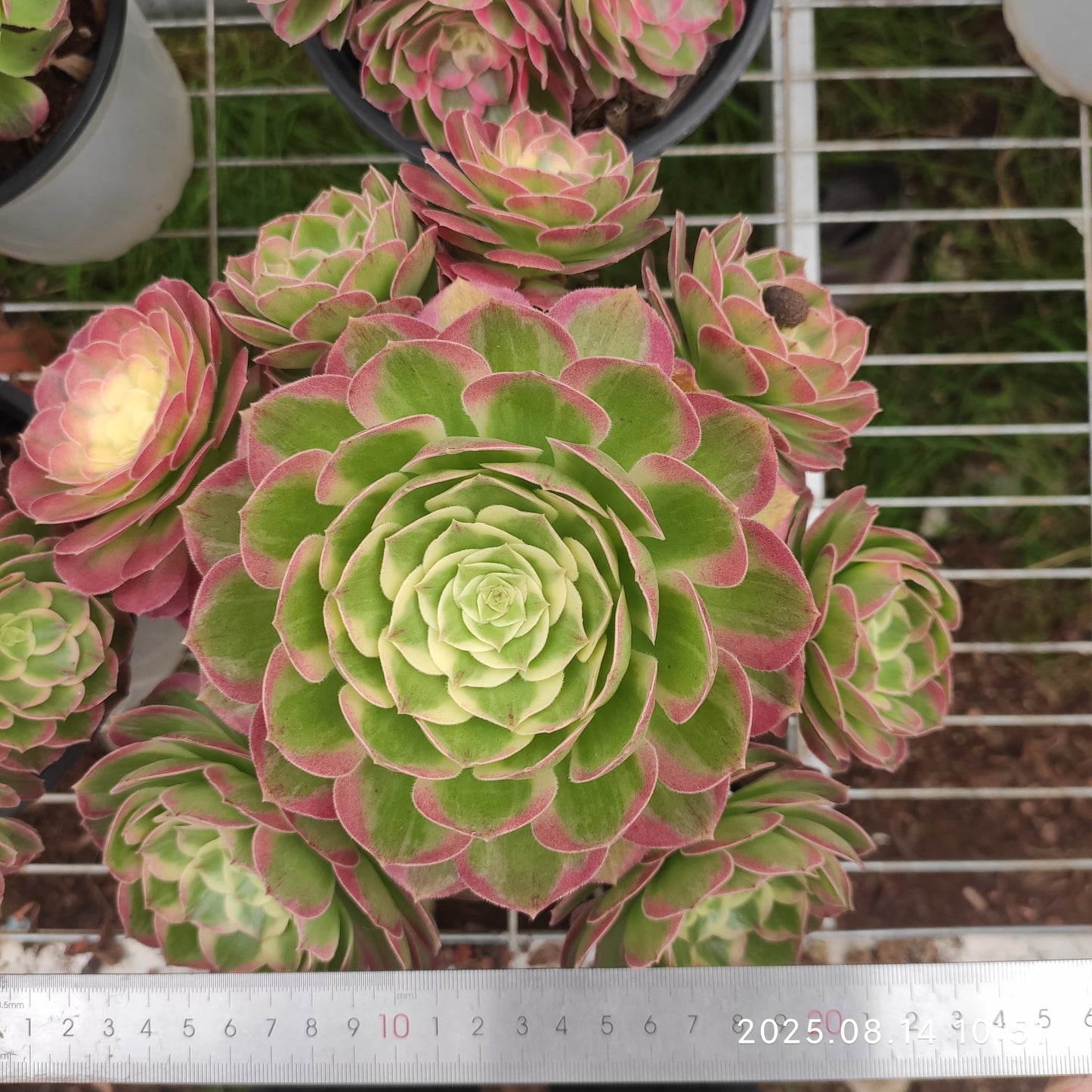 YS274 アエオニウム　シーキング（17cm pot）