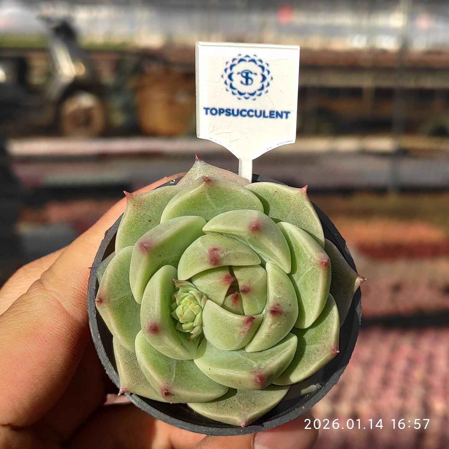 22499 タークォイズ