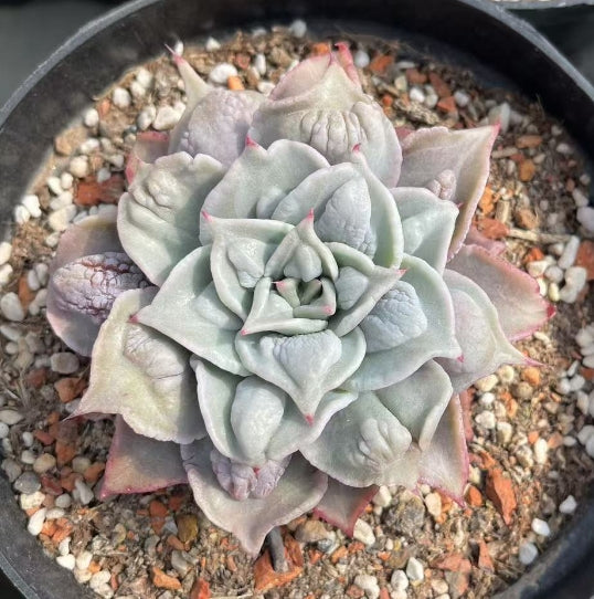 BL1477 マディバー　ドロプス（15cm pot）