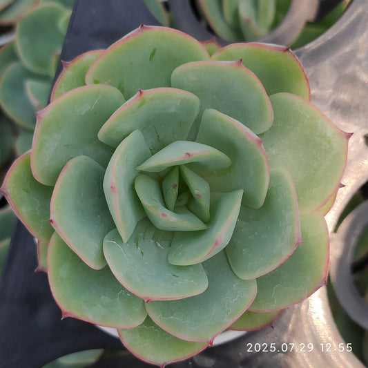 ZZA230 モダンジェオン（5.5cm pot）