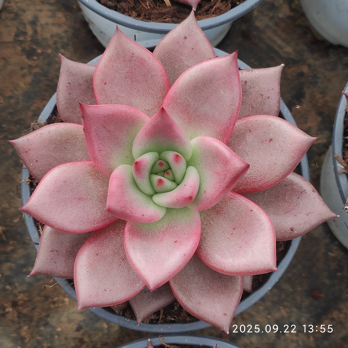 LB055 ブラッドロメオ（11cm pot）