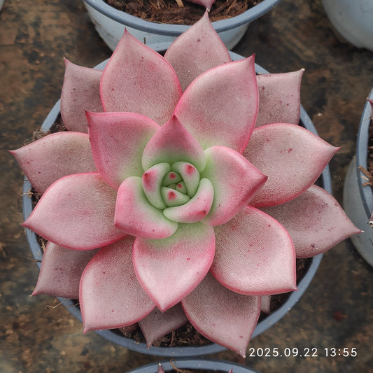 LB055 ブラッドロメオ（11cm pot）