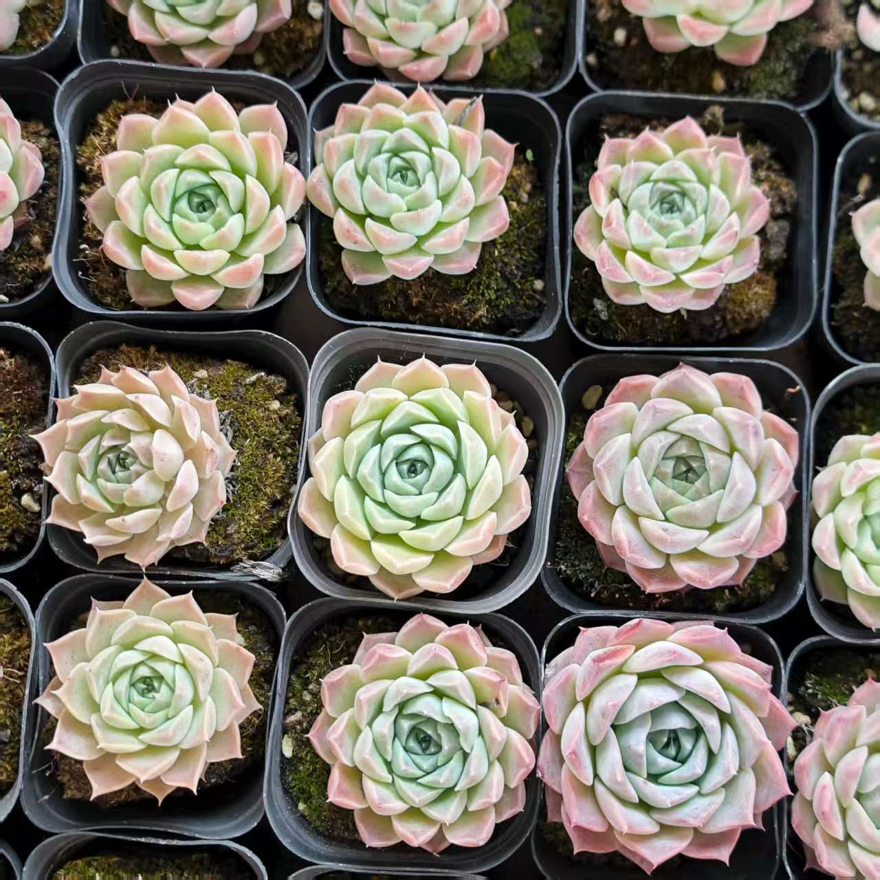 QN518 ヘレナ（6.5cm pot）