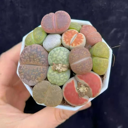 18418 ディンターランサスバンジリー Hyb（6cm pot）（ポット苗）