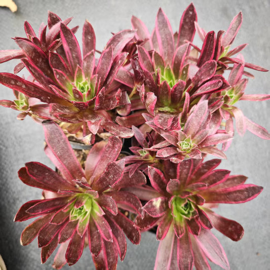 BL1032 アエオニウムフェニックス錦 （7cm pot）