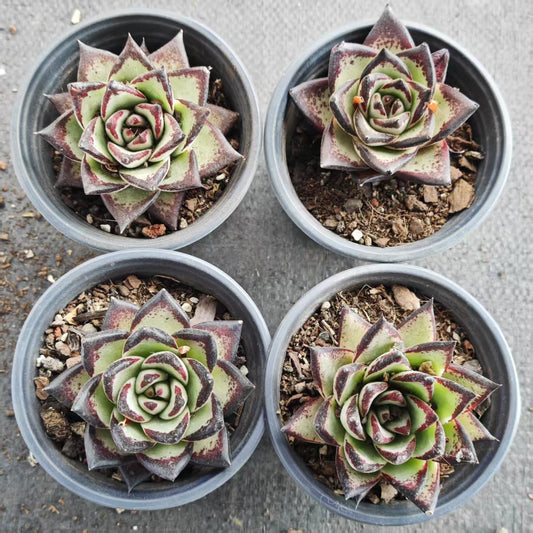 BL1420 ダークロード(12cm pot)