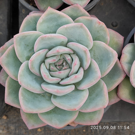 LXX001 アマビレ（9cm pot）